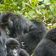 How Many Gorilla Families are in Bwindi Impenetrable Park?