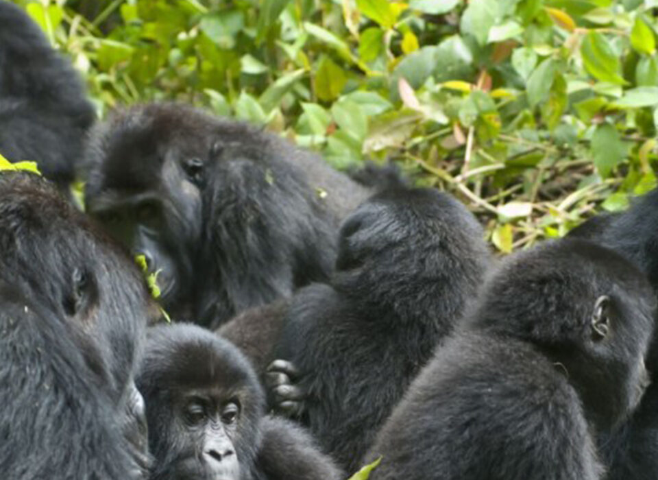 How Many Gorilla Families are in Bwindi Impenetrable Park?
