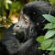 Gorilla Habituation Experience in Uganda