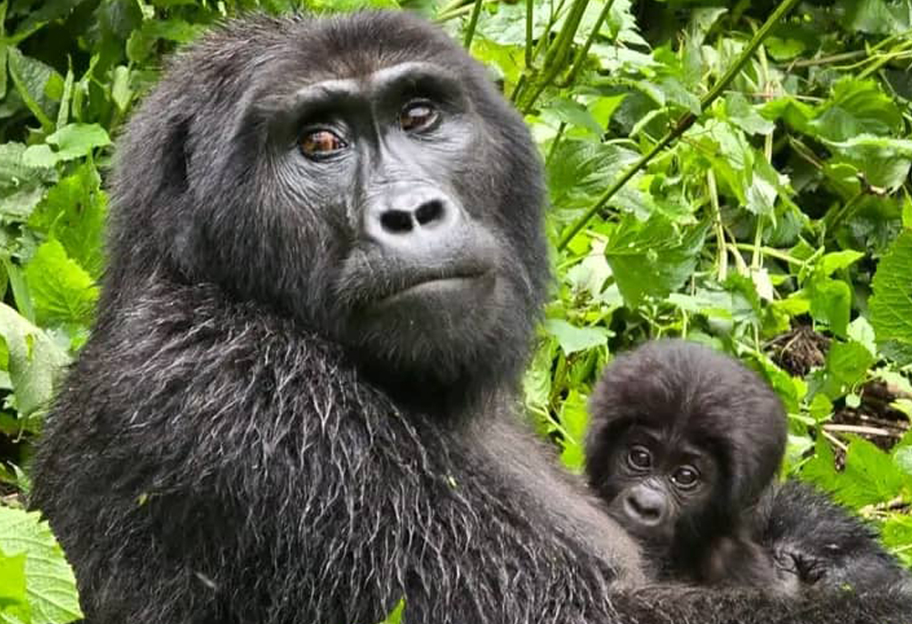 mountain gorilla lifespan