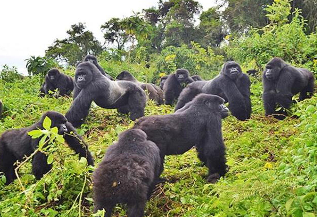 5 Day Uganda Gorilla and Chimp safari through Kigali