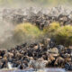 When Is great Migration In Tanzania?