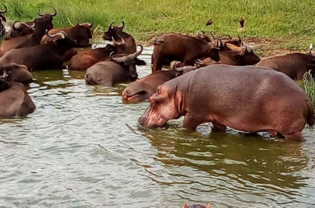 6 Surprising Facts About Hippos in Africa