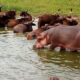 6 Surprising Facts About Hippos in Africa