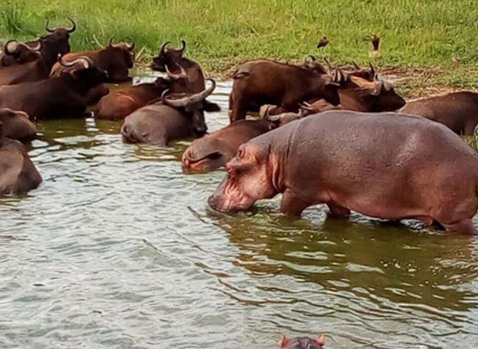 6 Surprising Facts About Hippos in Africa