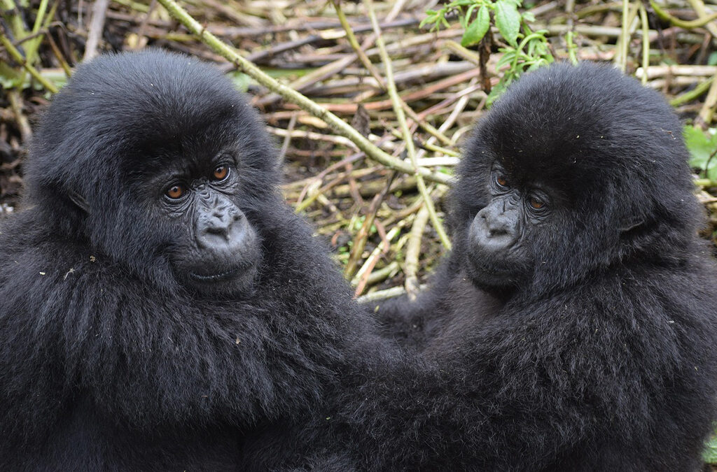 Importance of Tourism in Uganda