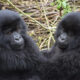 Importance of Tourism in Uganda