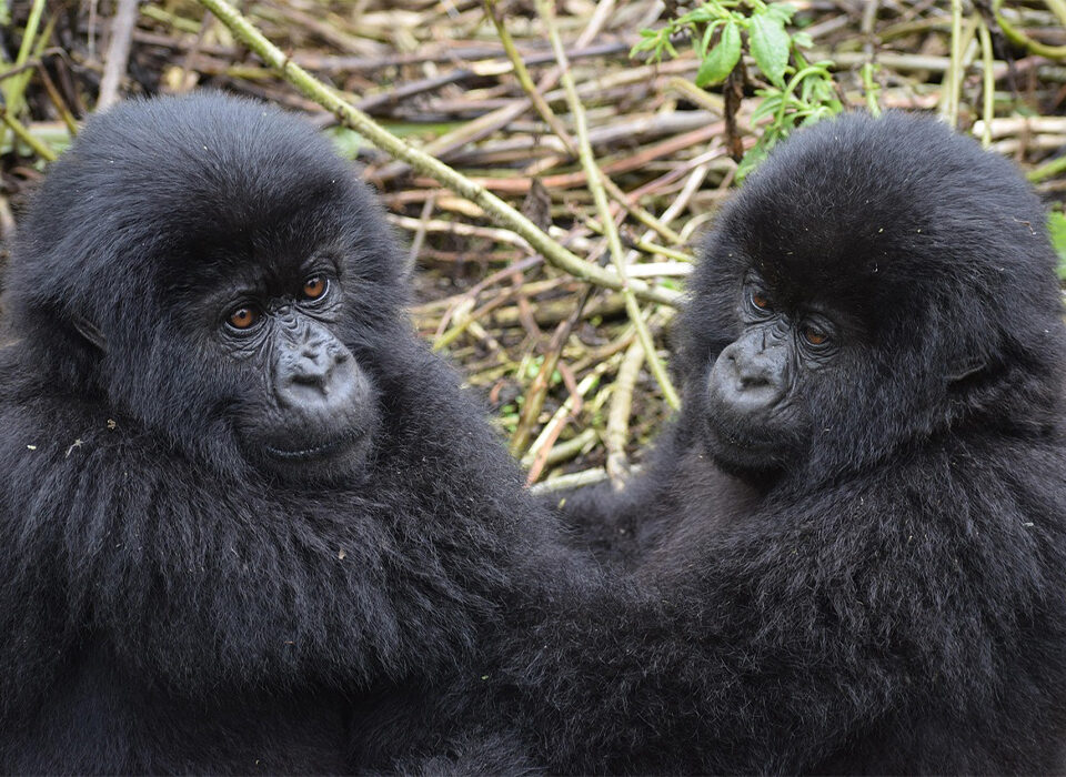 Importance of Tourism in Uganda