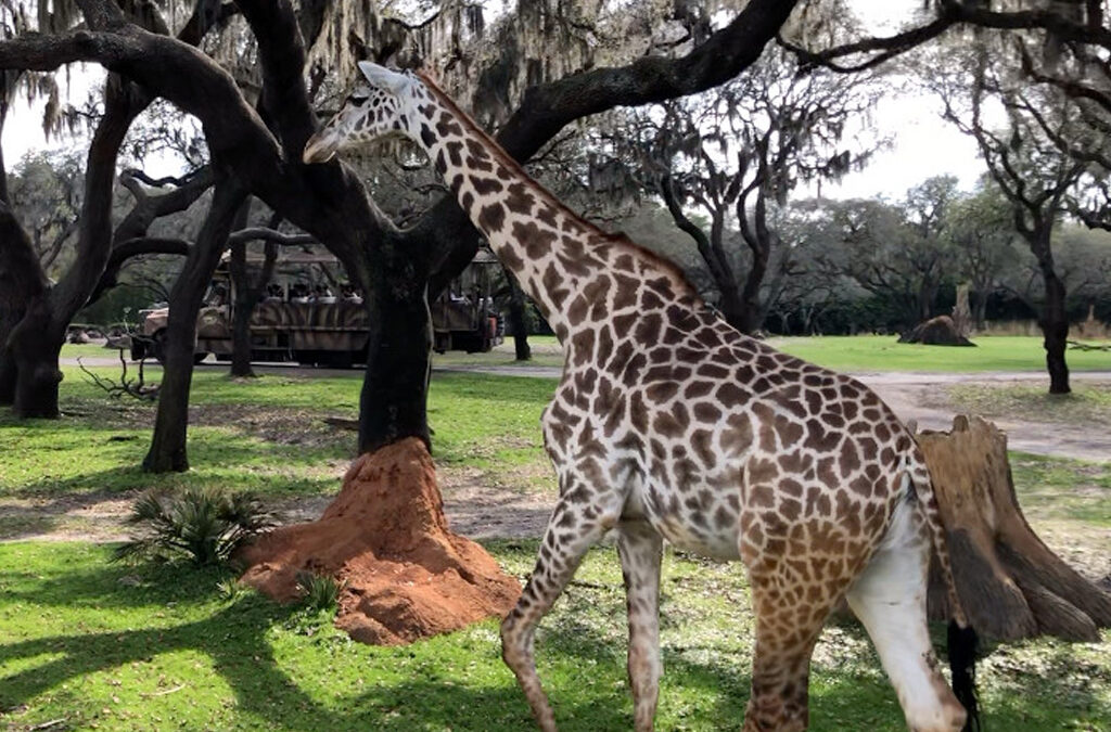 Kilimanjaro Safari Experience on Tanzania Safari Tour