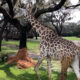 Kilimanjaro Safari Experience on Tanzania Safari Tour