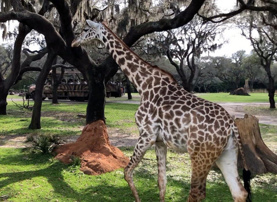 Kilimanjaro Safari Experience on Tanzania Safari Tour