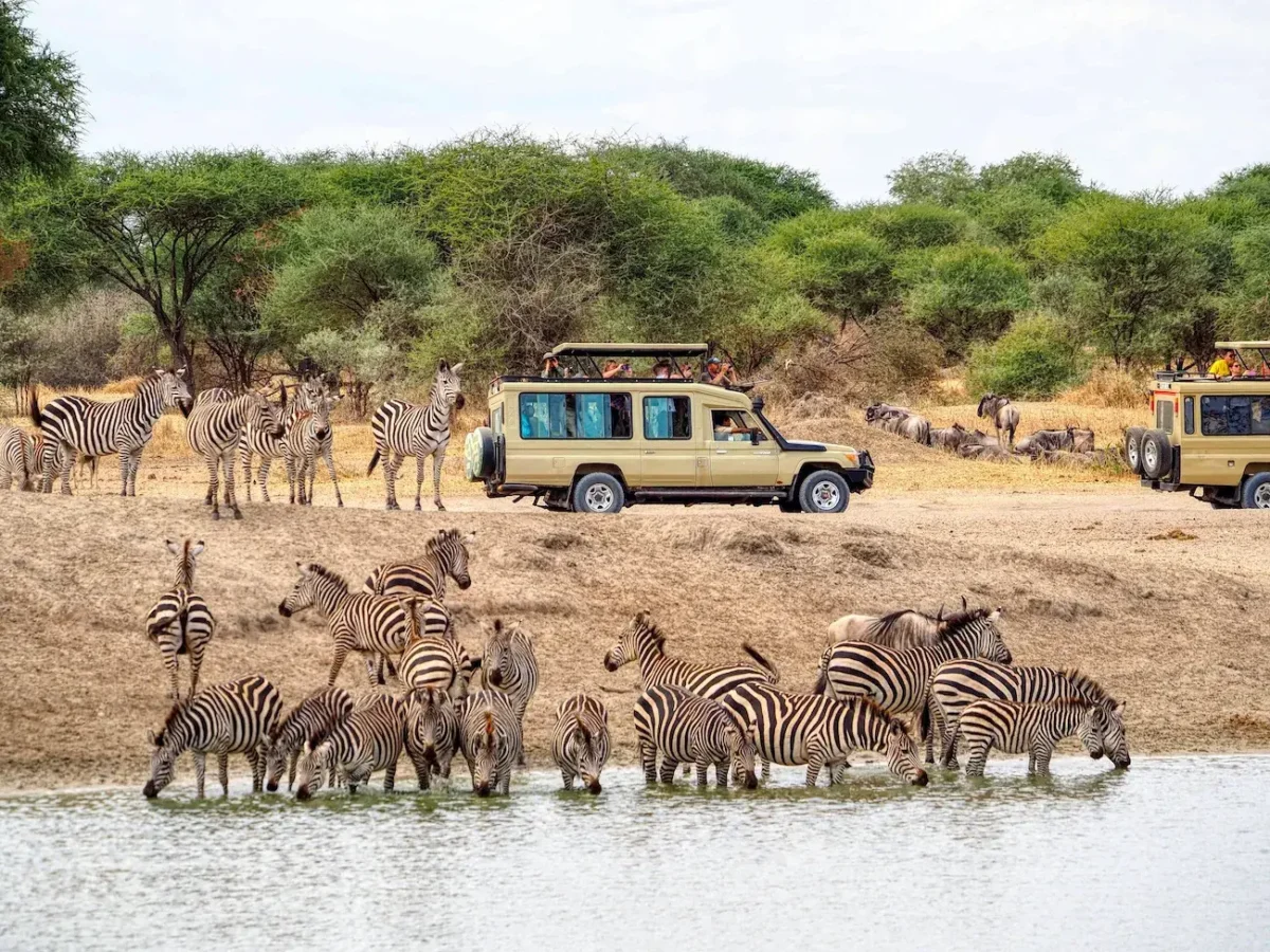 Kilimanjaro Safari Experience on Tanzania Safari Tour
