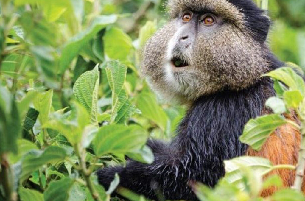 primate species
