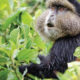 primate species