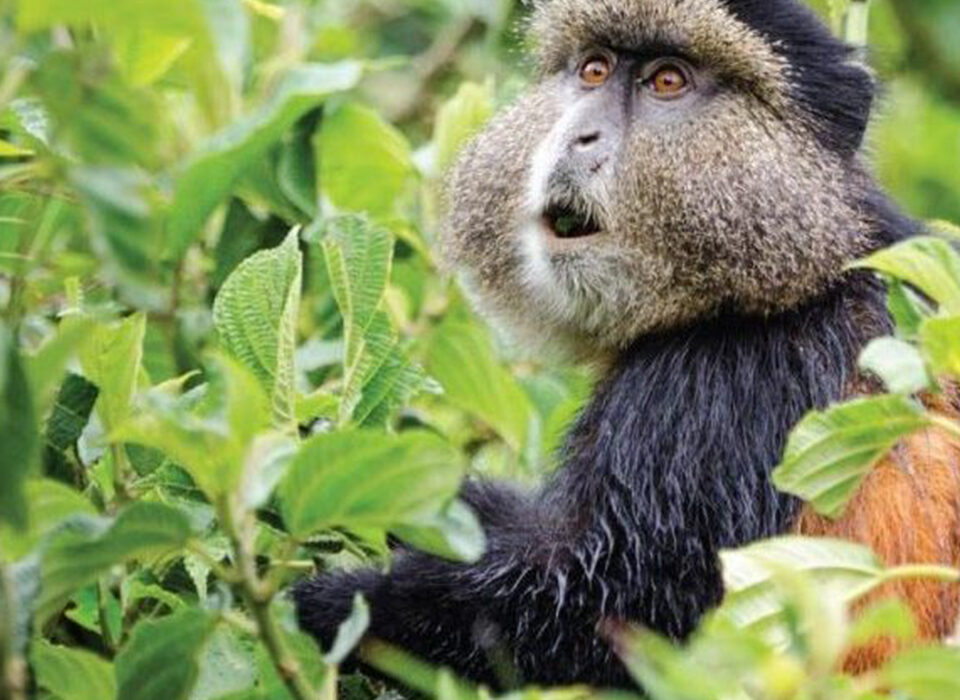 primate species