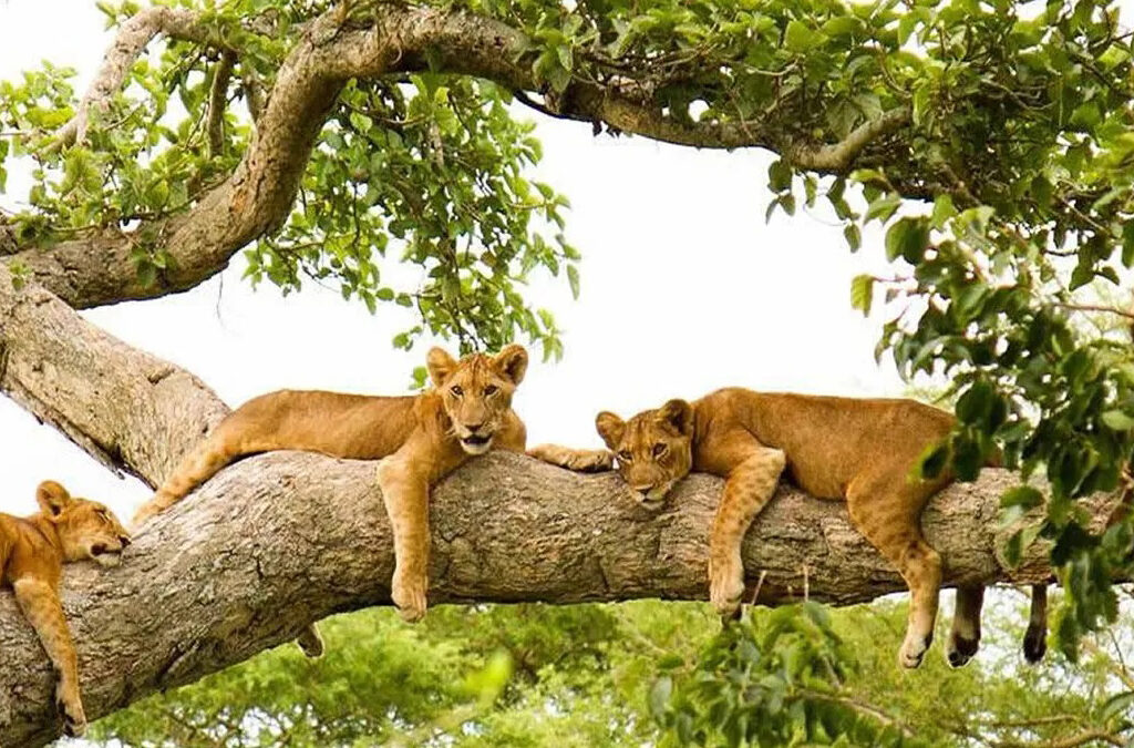 What Is Unique About Queen Elizabeth National Park