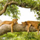 What Is Unique About Queen Elizabeth National Park