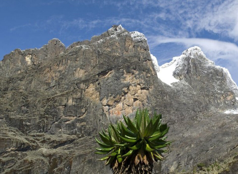How Do I Prepare for Rwenzori Mountain Trek?