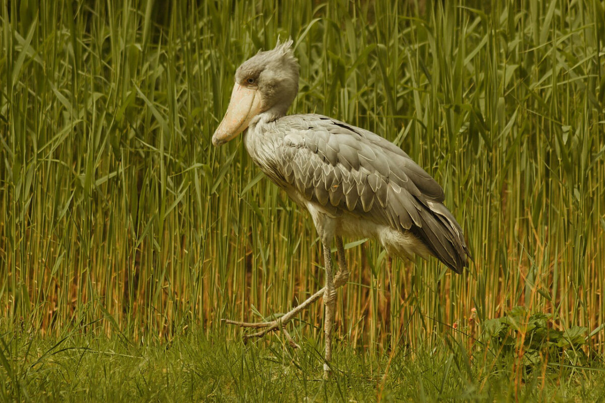 Â Best Time to See the Shoebill Stork in Mabamba Wetland?