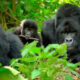 How Many Gorilla Families are Volcanoes National Park?
