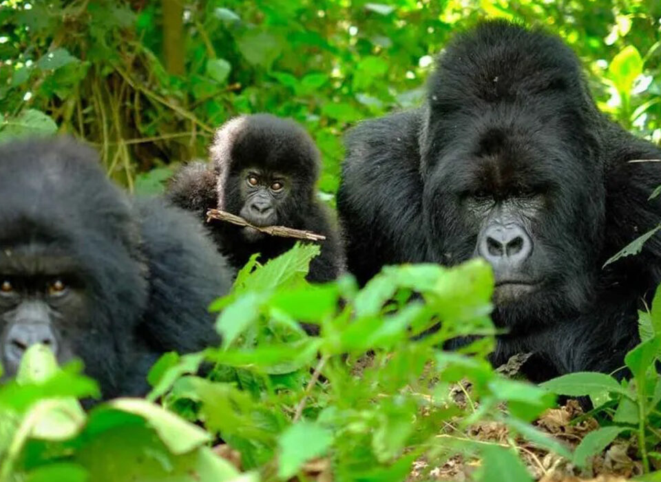 How Many Gorilla Families are Volcanoes National Park?