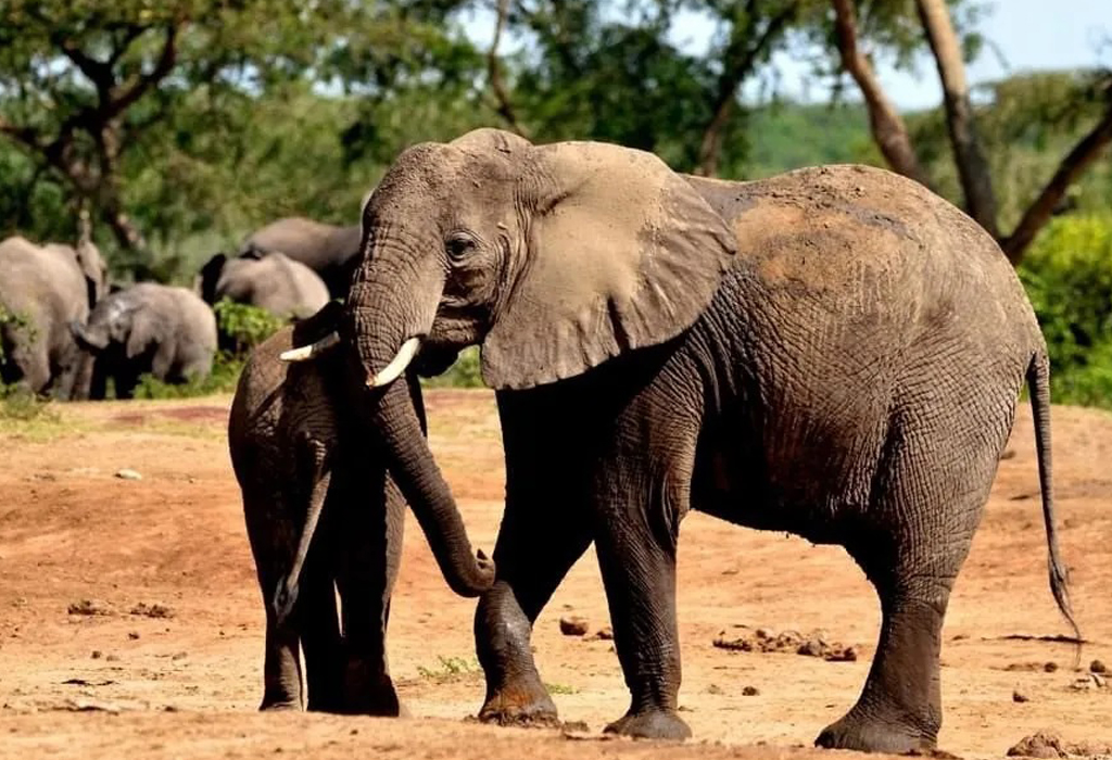 Facts About Forest Elephants in Uganda
