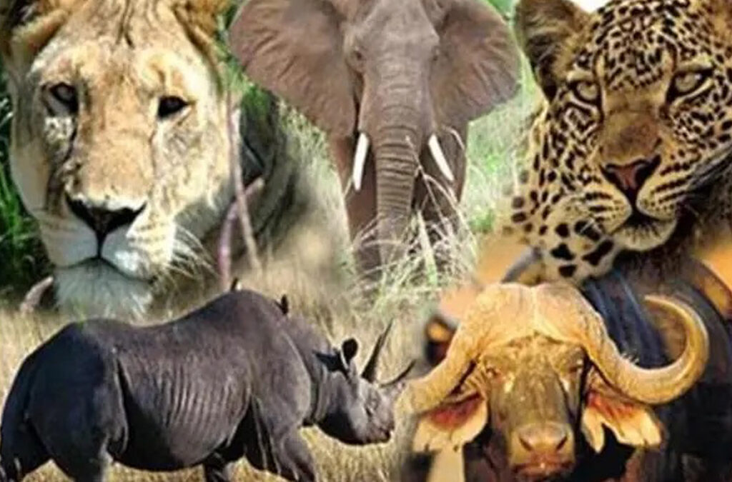 Which Animals Will You See on a Kenya Safari?