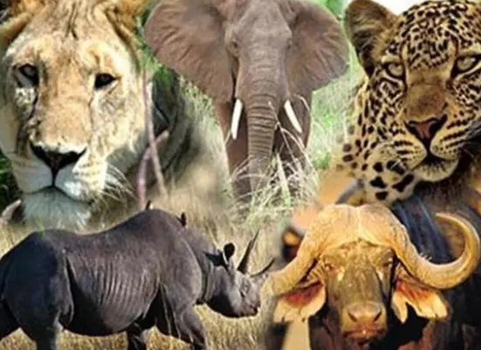 Which Animals Will You See on a Kenya Safari?