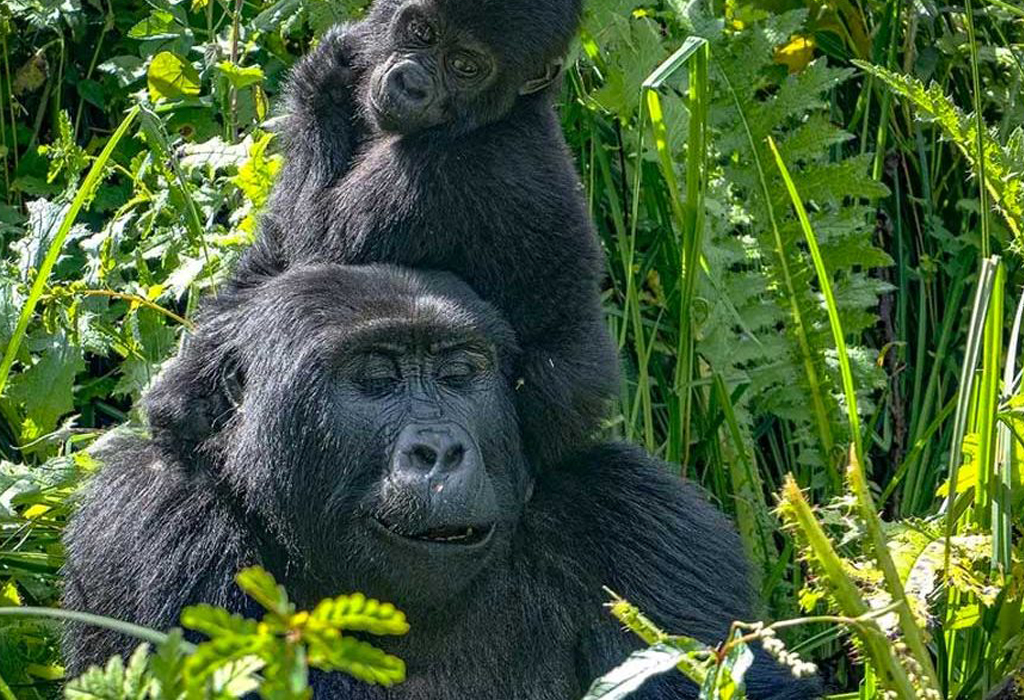 Differences Between Bwindi and Mgahinga Gorilla National Parks