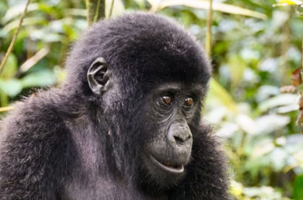 Differences Between Bwindi and Mgahinga Gorilla National Parks