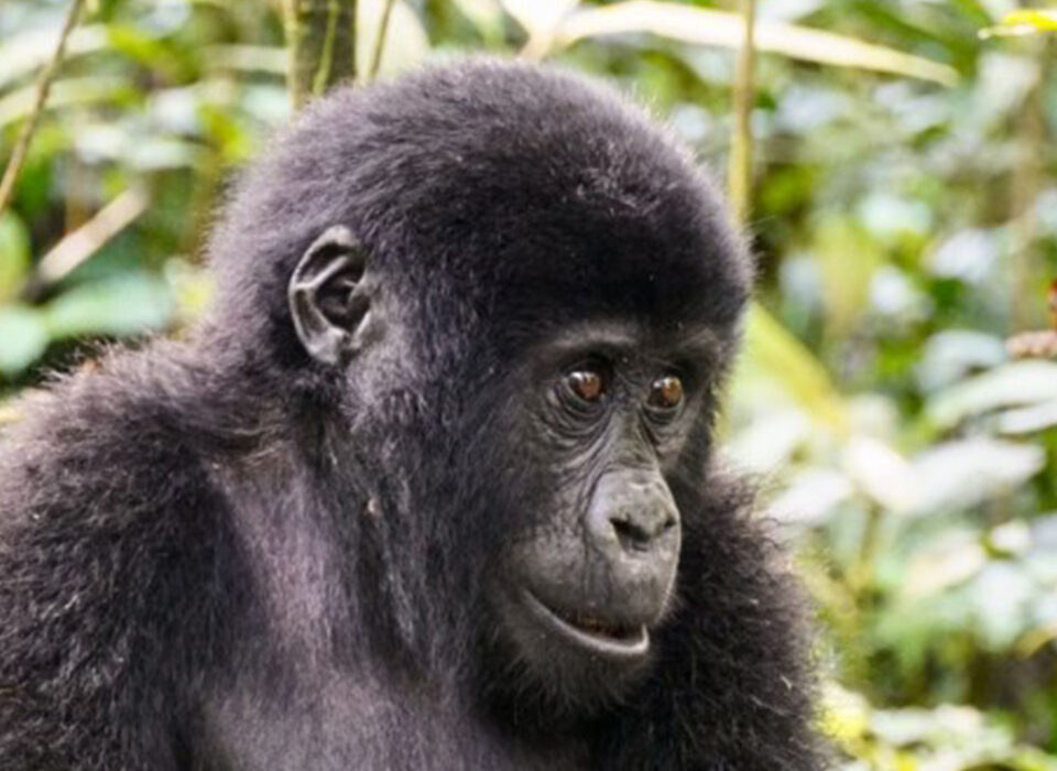 Differences Between Bwindi and Mgahinga Gorilla National Parks