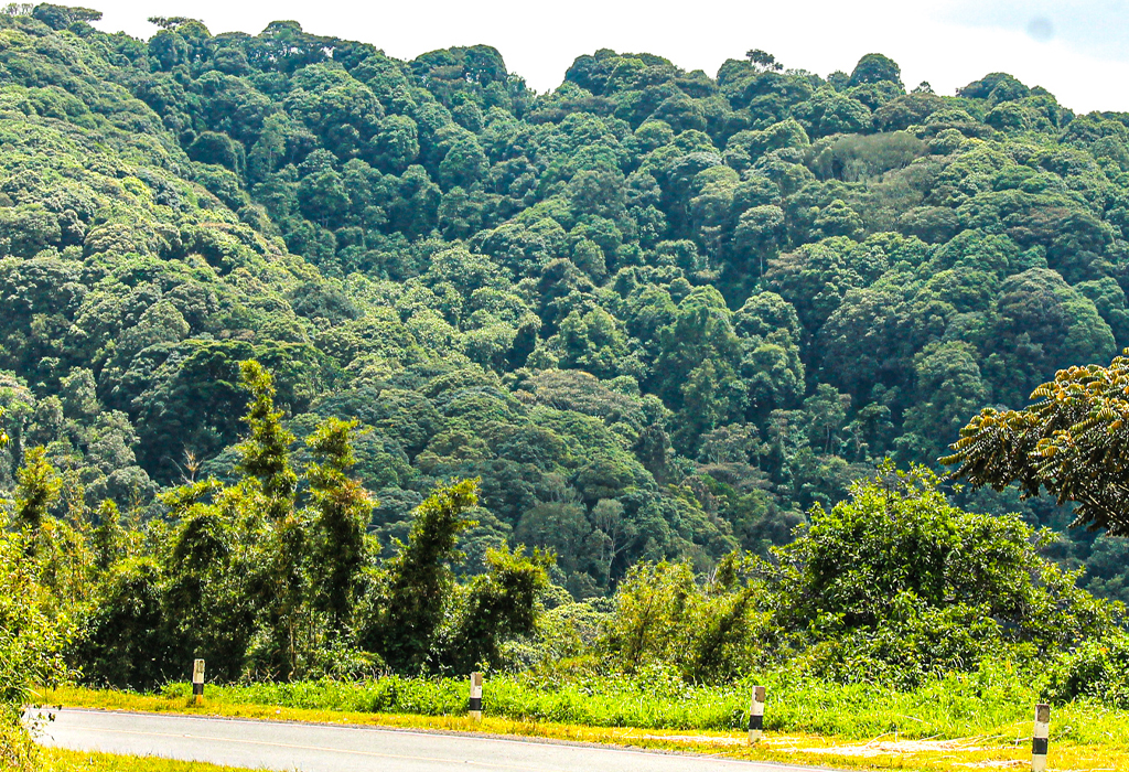 echuya central forest reserve