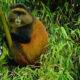 Golden Monkey Tracking in Mgahinga