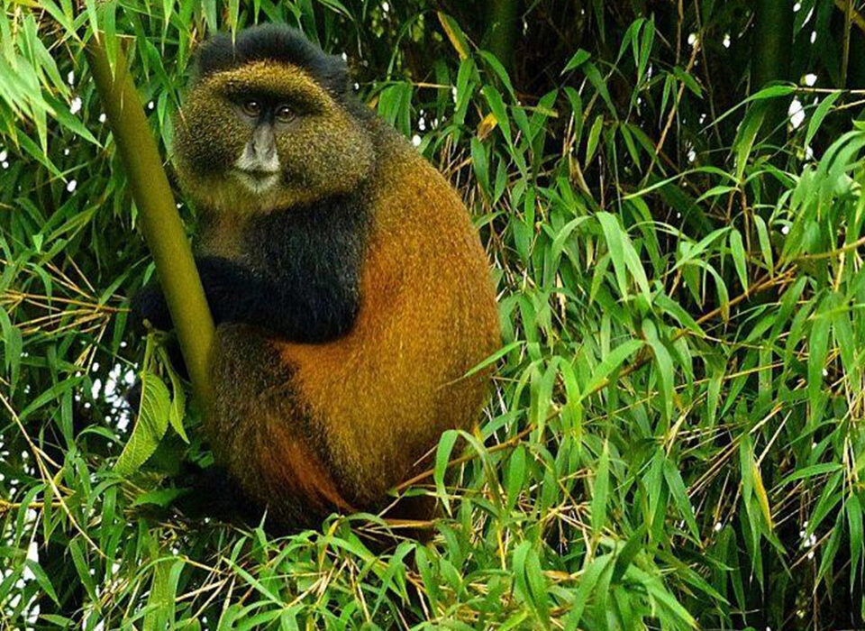 Golden Monkey Tracking in Mgahinga