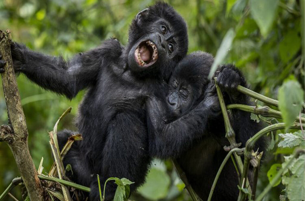 What If It Rains on Gorilla Trekking Day?
