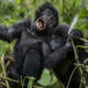 What If It Rains on Gorilla Trekking Day?