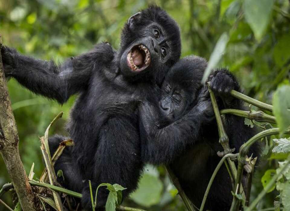 What If It Rains on Gorilla Trekking Day?