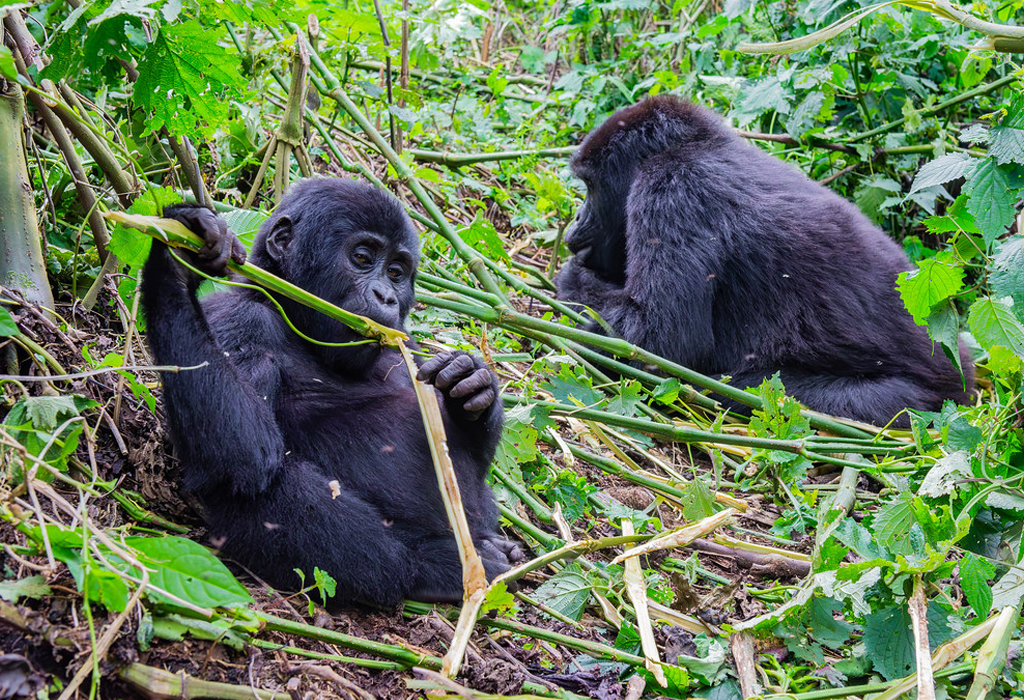 How to Plan a Private Gorilla Trekking Experience in Uganda and Rwanda
