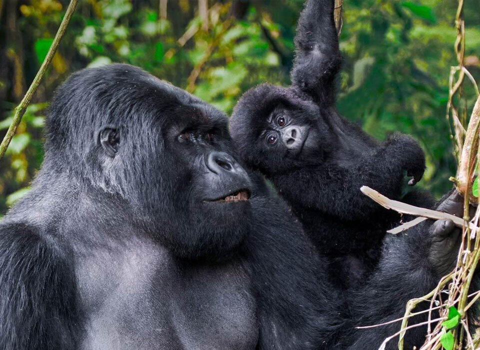 What Is Included in Uganda Safari Packages for Gorilla Trekking?