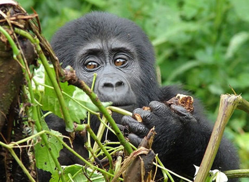 Gorilla Trekking vs Traditional Safari