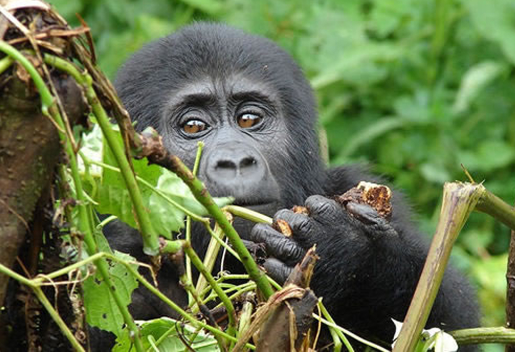 Booking a Women Led Gorilla Trek in Uganda