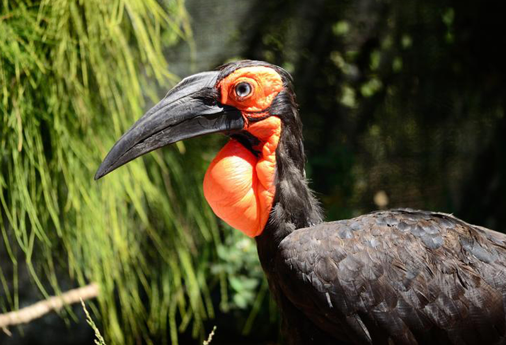 5 Fascinating Facts About the Ground Hornbill