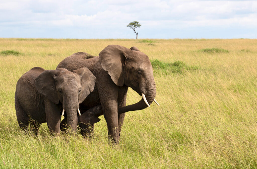 10 Interesting Facts About Kenya