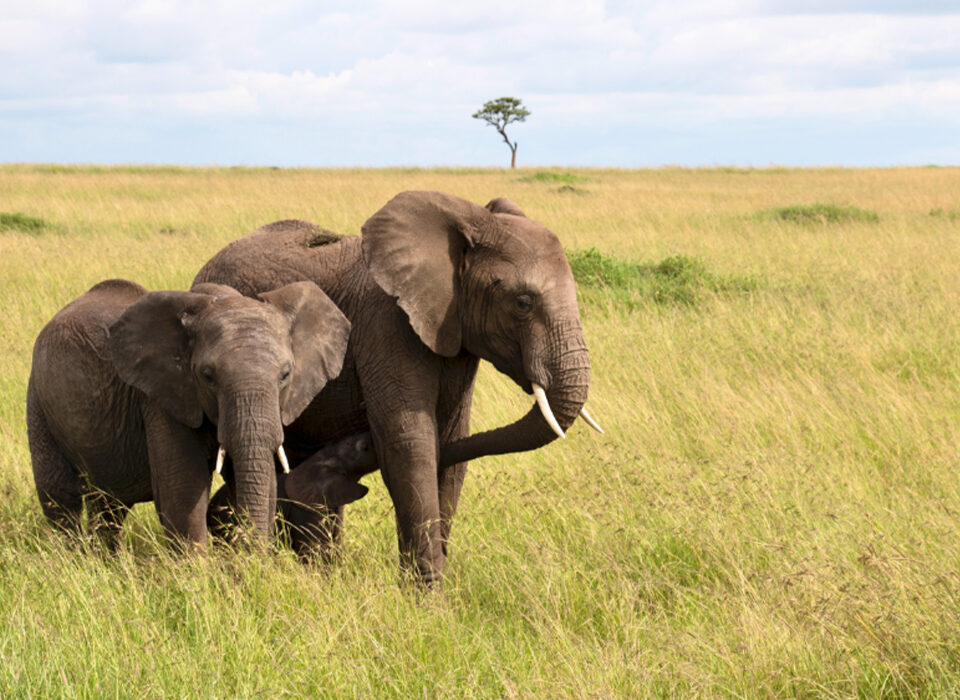 10 Interesting Facts About Kenya