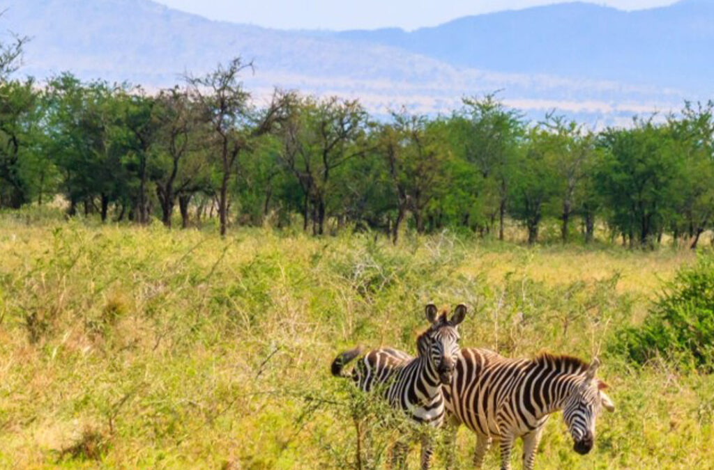 Top Activities to Experience in Kidepo Valley National Park