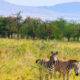 Top Activities to Experience in Kidepo Valley National Park