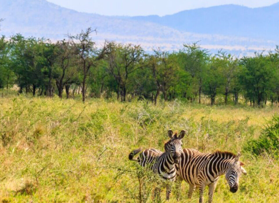 Top Activities to Experience in Kidepo Valley National Park