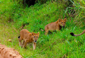 Lion Tracking Experience in Queen Elizabeth National Park