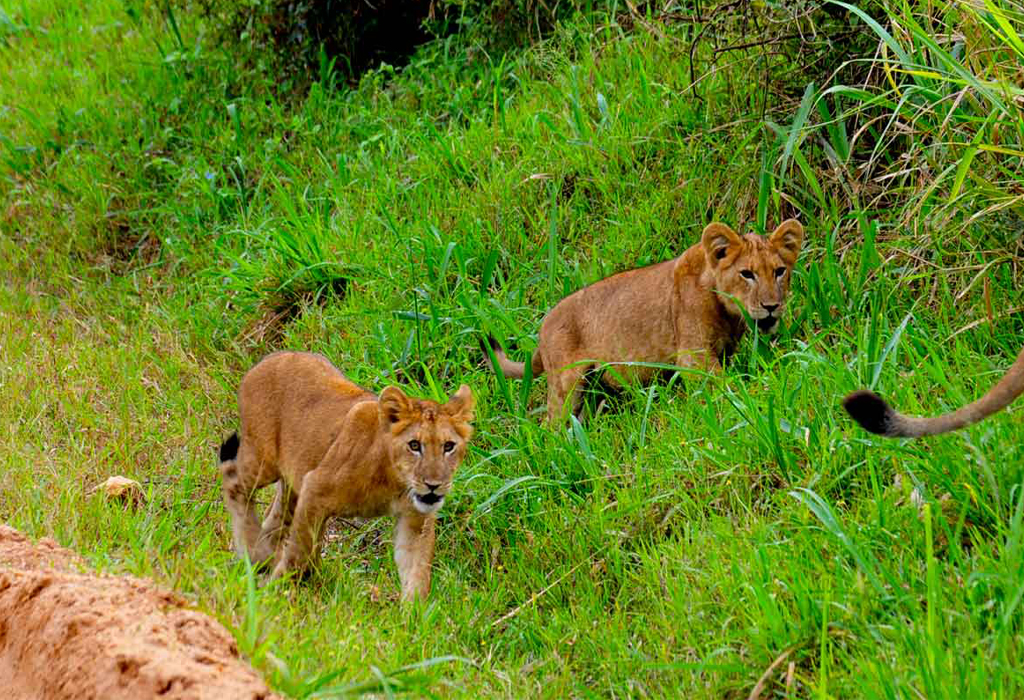 Lion Tracking Experience in Queen Elizabeth National Park
