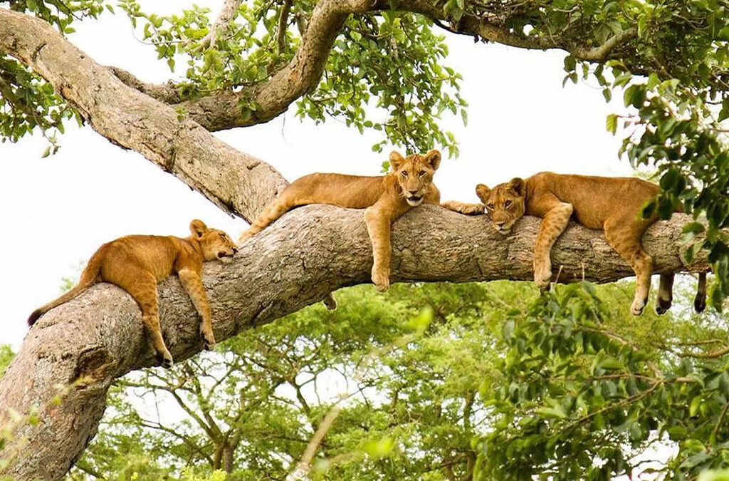 Lion Tracking Experience in Queen Elizabeth National Park